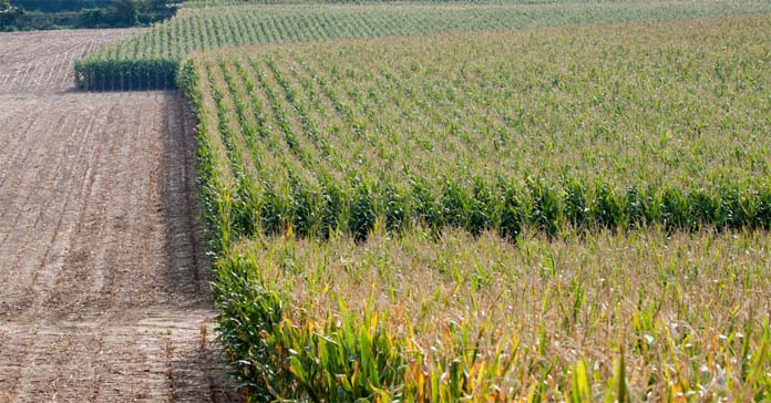 susza, kukurydza, Heat and Drought