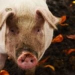 Produkcja wieprzowiny: Analitycy wiedzą, kiedy skupy będą płaciły najmniej