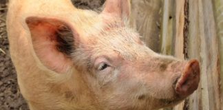 Koronawirus może poprawić sytuację producentów trzody chlewnej