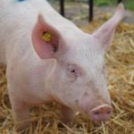 POLPiG: Dalsze wzrosty cen skupu żywca wieprzowego