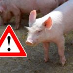 Alarm! Świnie z rejonów Niemiec dotkniętych pryszczycą wjeżdżają do Polski. Akcje rolników pokazały prawdę