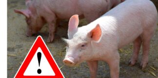 Alarm! Świnie z rejonów Niemiec dotkniętych pryszczycą wjeżdżają do Polski. Akcje rolników pokazały prawdę