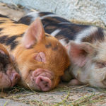 Program pomocowy dla producentów bydła i świń. Pełne zestawienie