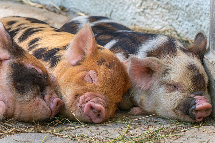 Kończy się nabór wniosków o wsparcie na bioasekurację