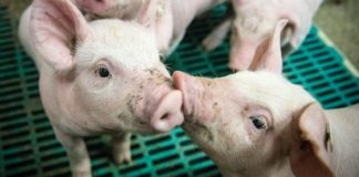 Tucz kontraktowy to oszukiwanie rolnika! UOKiK wszczął postępowanie