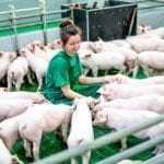 Opłacalność hodowli trzody chlewnej. Wciąż jeszcze można zarobić