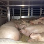 Transport zwierząt w upały: Jak uniknąć błędów i sankcji? GLW wydał zalecenia