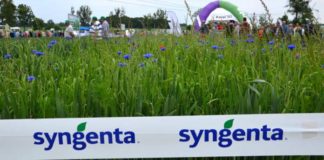 Syngenta walczy ze zmianami klimatu