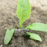 KGS wspiera plantatorów dotkniętych szarkiem komośnikiem