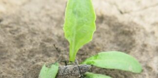 KGS wspiera plantatorów dotkniętych szarkiem komośnikiem