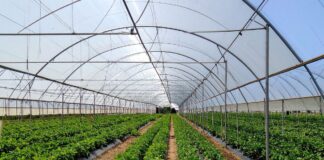 Agrowłóknina pod uprawę w szklarni – zalety, zastosowanie i praktyczne porady