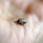 Europejskie badania nad chorobami odkleszczowymi