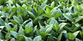 Rusza pomoc dla producentów tytoniu i świń