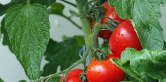 Podsumowanie ostatnich wydarzeń w rolnictwie i agrobiznesie (06.06.-10.06.2022)