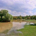 Niebezpieczne grzyby w zalanych domach: zagrożenie dla zdrowia