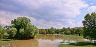 Niebezpieczne grzyby w zalanych domach: zagrożenie dla zdrowia