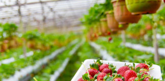 2500 zł do hektara dla producentów truskawek i krzewów owocowych