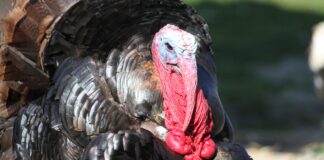 Grypa ptaków powróciła do Stanów Zjednoczonych, kłopoty branży drobiarskiej w USA