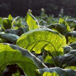 Plantatorzy tytoniu przyjadą do Warszawy! Rolnicy zapowiadają ogólnopolski protest