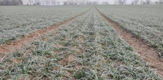 Początek wiosennego sezonu ubezpieczenia upraw