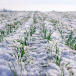 AGRO Ubezpieczenia rozpoczynają jesienną sprzedaż ubezpieczeń upraw