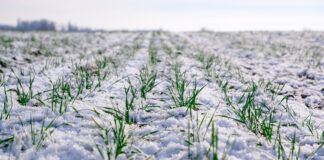 AGRO Ubezpieczenia rozpoczynają jesienną sprzedaż ubezpieczeń upraw