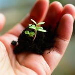 Początek wiosennej ochrony upraw w AGRO Ubezpieczeniach