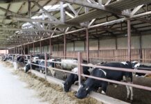 Rolnicy z produkcją zwierzęcą mają czas do 18 czerwca. Chodzi o ważne dane dla weterynarii