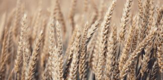 Według analityków FAO zbiory zbóż będą w tym sezonie rekordowo wysokie