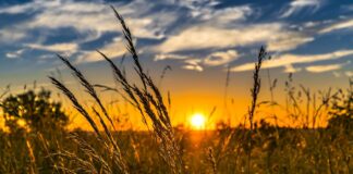 Podsumowanie ostatnich wydarzeń w rolnictwie i agrobiznesie (25.07.-29.07.2022)