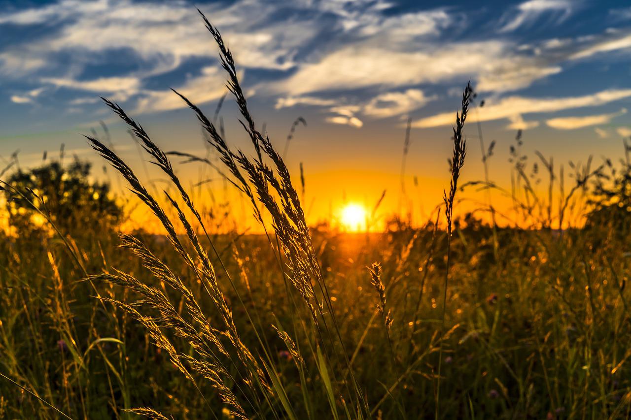 Podsumowanie ostatnich wydarzeń w rolnictwie i agrobiznesie (25.07.-29.07.2022)