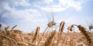 Dopłaty 2023 – do tej pory przyjęto ponad 33 tys. wniosków