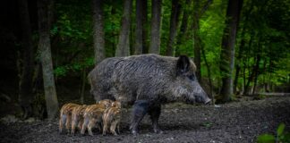Dzikie świnie produkują w ciągu roku tyle dwutlenku węgla, co ponad milion samochodów