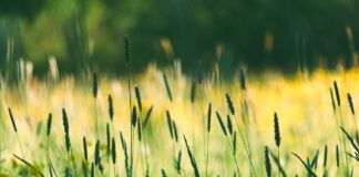 Prognoza meteorologiczna i szczegółowa prognoza hydrologiczna na kolejne 7 dni (01-07.06.2024 r.)