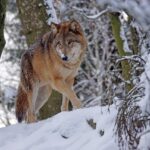 Wilk coraz bliżej domów. Służby ostrzegają mieszkańców Wielkopolski