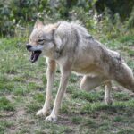 Wilki już nie będą „ściśle chronione”. Unia zmienia prawo – odstrzały staną się łatwiejsze