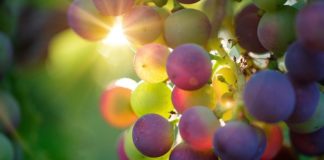 Uwaga producenci i przedsiębiorcy wyrabiający wino
