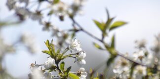 W czwartek rozpocznie się astronomiczna wiosna