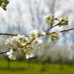 Majowe obowiązki – od pszczelarzy po sadowników
