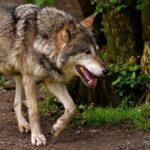 Brakuje danych, rosną problemy. KRIR chce zmian w liczeniu dzikich zwierząt