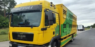 Zatrzymano transport bydła. Jedna krowa padła