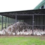 Ostatni dzwonek dla hodowców drobiu! Miliony złotych czekają