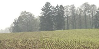 Nawozowe zaprawy donasienne w uprawie zbóż