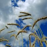 Raport USDA może wywołać trzęsienie na rynku zbóż. Rolnicy czekają na nowe ceny