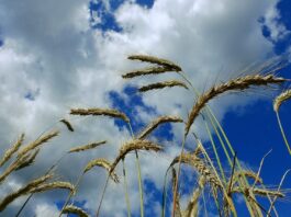 Raport USDA może wywołać trzęsienie na rynku zbóż. Rolnicy czekają na nowe ceny