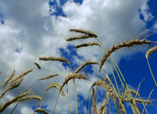 Raport USDA może wywołać trzęsienie na rynku zbóż. Rolnicy czekają na nowe ceny
