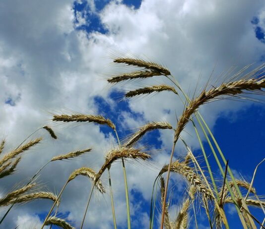 Raport USDA może wywołać trzęsienie na rynku zbóż. Rolnicy czekają na nowe ceny