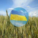 KE chce ukarania Polski za embargo na ukraińskie zboże. Warszawa nie ustępuje
