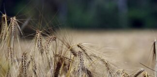Czechy również chcą zakazu importu zboża z Rosji