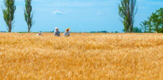 KE zdecydowała w sprawie ceł na import zbóż z Rosji i Białorusi